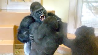 Gorilla Big Fight! Silverback Is Angry Toward His Son | The Shabani Group