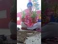 Mini vlog322 ghar sajane k liye plants minivlog shorts sasural plants cooking terracegarden