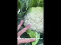 Unfold the leaves and enjoy the beauty of big Cauliflower