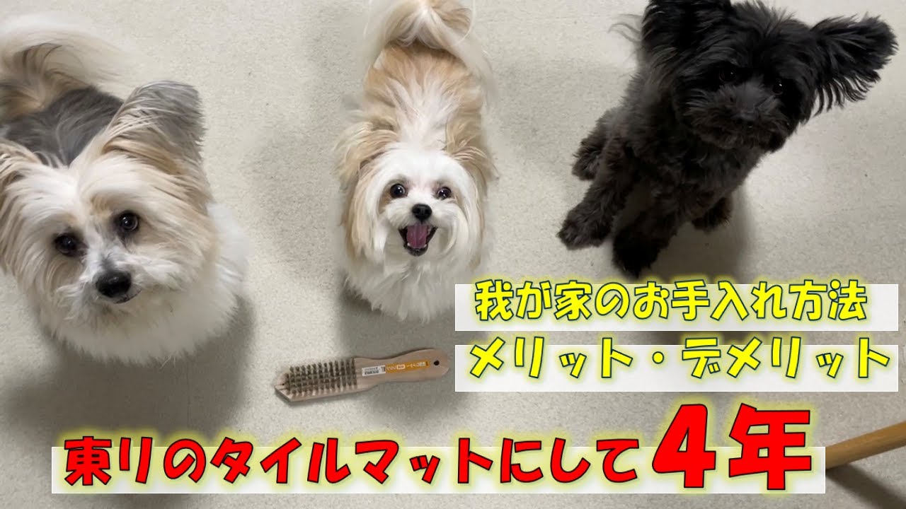 犬の床滑り防止のためにリビングに敷き詰めた東リのタイルマット。購入して４年経過しての感想や我が家のお手入れ方法をご紹介