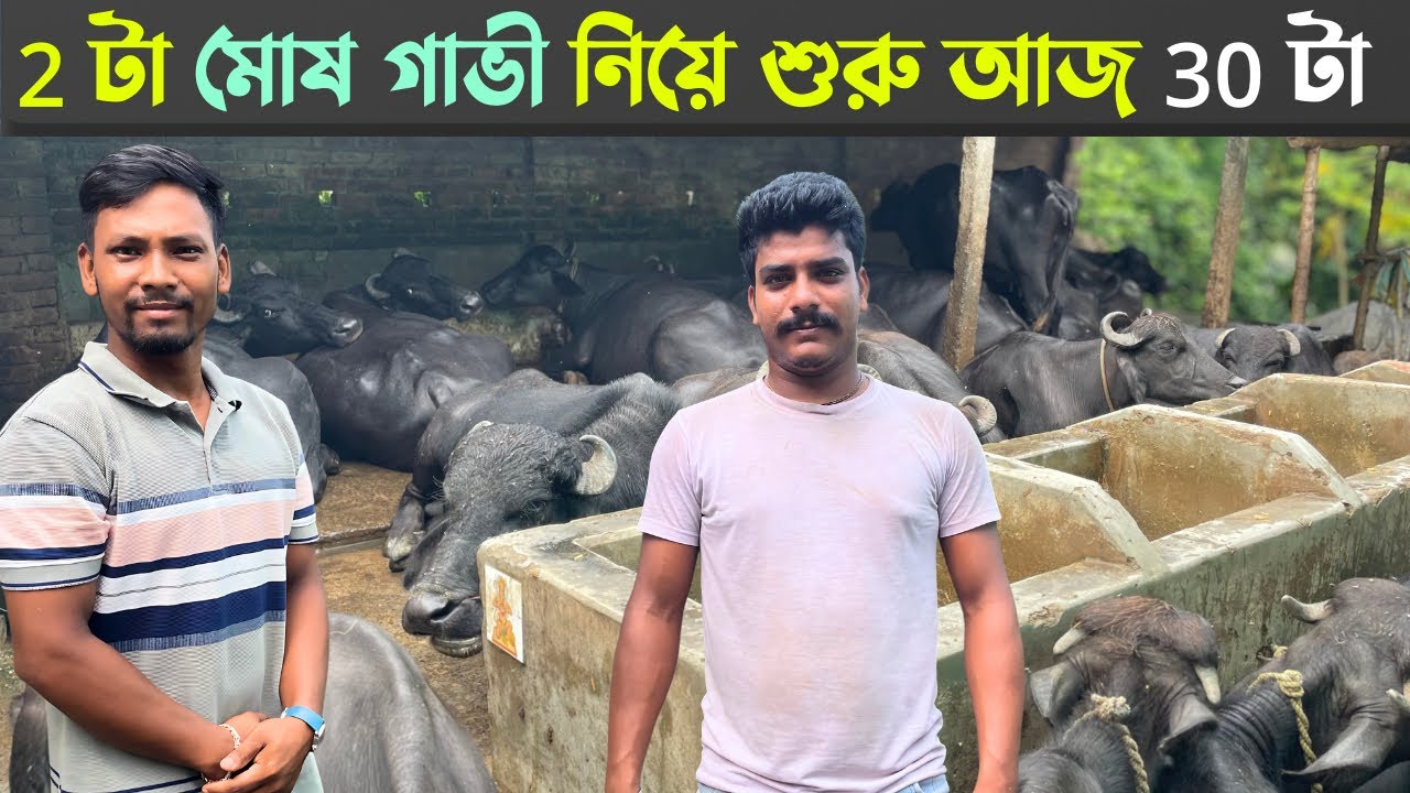 মোষ গাভী পালন কতটা লাভজনক | Successful Buffalo dairy Farm 