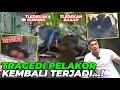 BIKIN GREGET..! SIAPA CEPAT DIA DAPAT.. PELAKOR KEMBALI TERJADI DI AVIARY...!