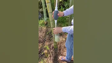 Как извлечь из бамбука сок
