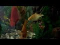 My yellow parrot fish turning 'BLACK' help!