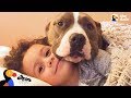 Pit Bull Dog Takes The Best Care Of Her Human Brother | The Dodo Pittie Nation