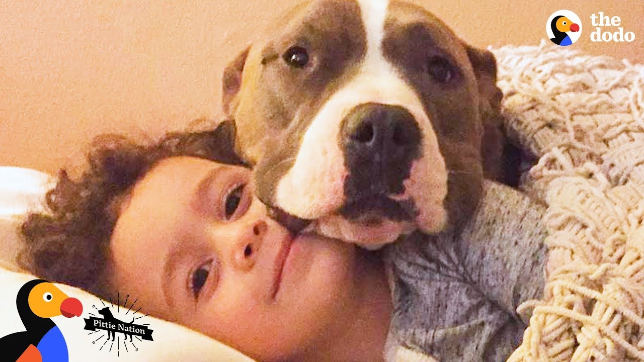 How Do Pitbulls Show Affection? - (10 Signs Of Pittie Love)