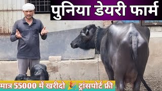 सिर्फ 55000रू से दाम शुरू 🎉 पुनिया डेयरी फार्म 👌1 गाय 2 भैंस बिकाऊ । Buffalo for sale Sri Ganganagar