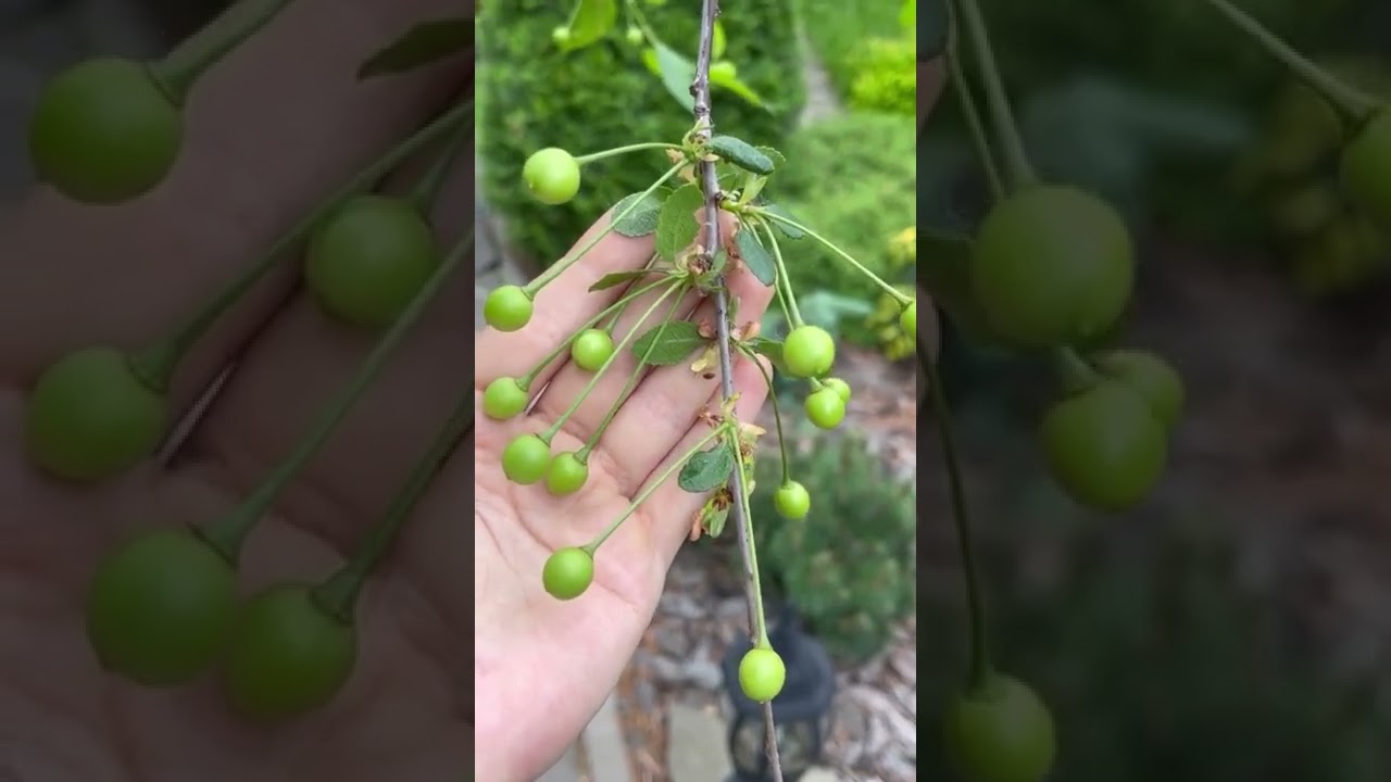 Кальциевый коктейль