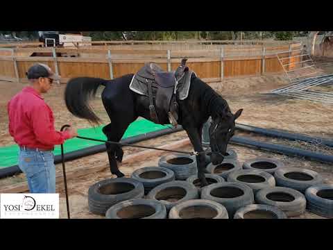 Video: Missouri Fox Trotter Horse Horse Allergene, Gesondheid En Lewensduur