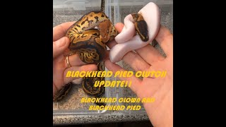 Famous BLACKHEAD PIEBALD UPDATE Profile