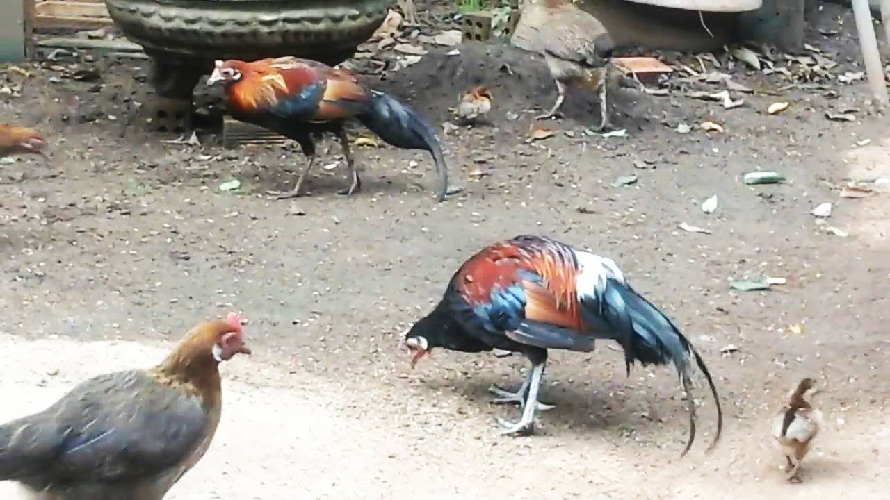 TERNAK AYAM HUTAN HASIL PIKAT DI ALAM LIAR SECARA UMBARAN 