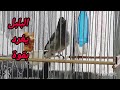 تغريد البلبل المغربي الأصيل اجمل تغريد للبلبل صوت نقي من أعماق الطبيعة تغريد البلبل المغربي الأصيل اجمل تغريد للبلبل صوت نقي من أعماق الطبيعة