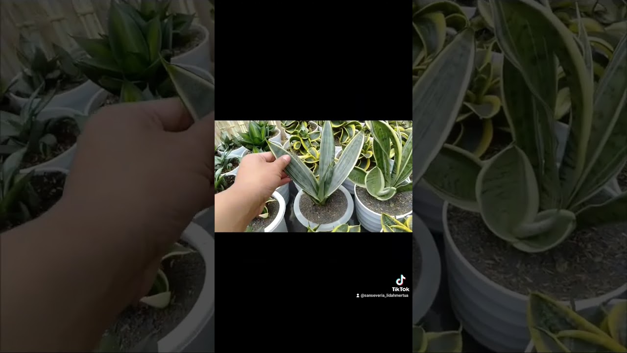 #sansevieriaplant