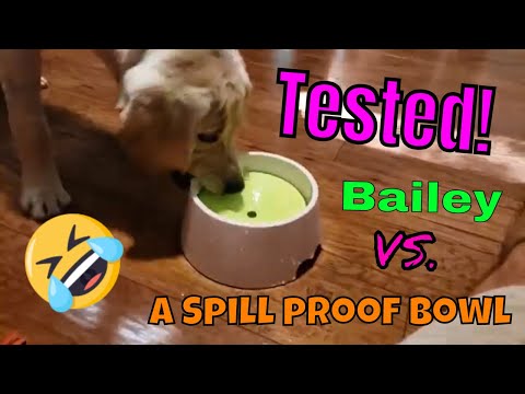tested!-a-spill-proof-dog-bowl...-bailey-says-not-so-fast!