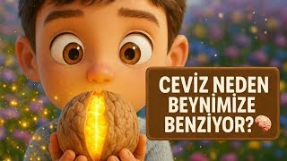 Sert Kabuklu Tatlı Hediye Ceviz Eğitici Çizgi Film