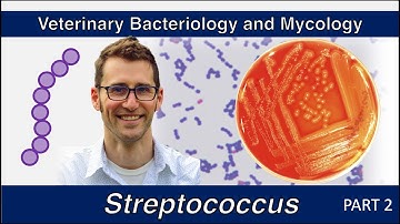 Streptococcus (Part 2) - Veterinary Bacteriology and Mycology