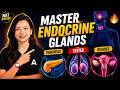 Master Endocrine Glands: Pancreas, Testes, Ovaries 🔥 | NEET Biology