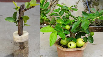 Planting Guava This Way Quickly Yields Many Fruits