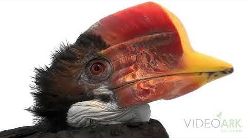 A female critically endangered (IUCN) and federally endangered helmeted hornbill (Rhinoplax vigil).