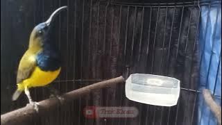 Pancingan Sogon Gacor Nembak Materi Kasar..