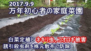 【白菜定植】ネキリ虫やコオロギの食害 と殺虫剤での防除