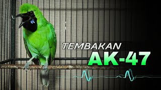 🔴 AK47 || MASTERAN CUCAK IJO GACOR JAMTROK TEMBAKAN NGEBREN