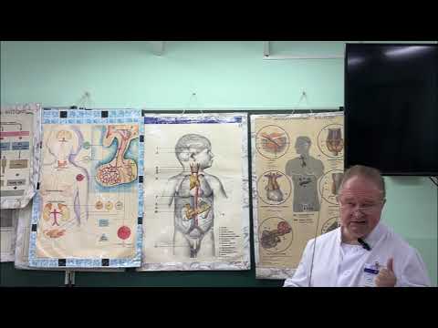 Общая характеристика эндокринных желез