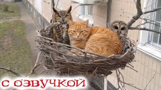 Приколы с котами! С ОЗВУЧКОЙ! Смешные кошки и коты 😹 Приколы с животными до слёз!