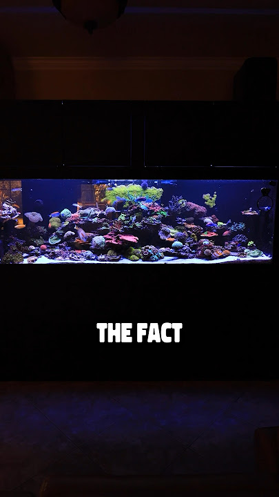 What’s your IDEAL sized reef? #aquarium #fish #viral