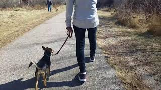Aggressive Leash Reactive Dog fixed in less than 20 minutes
