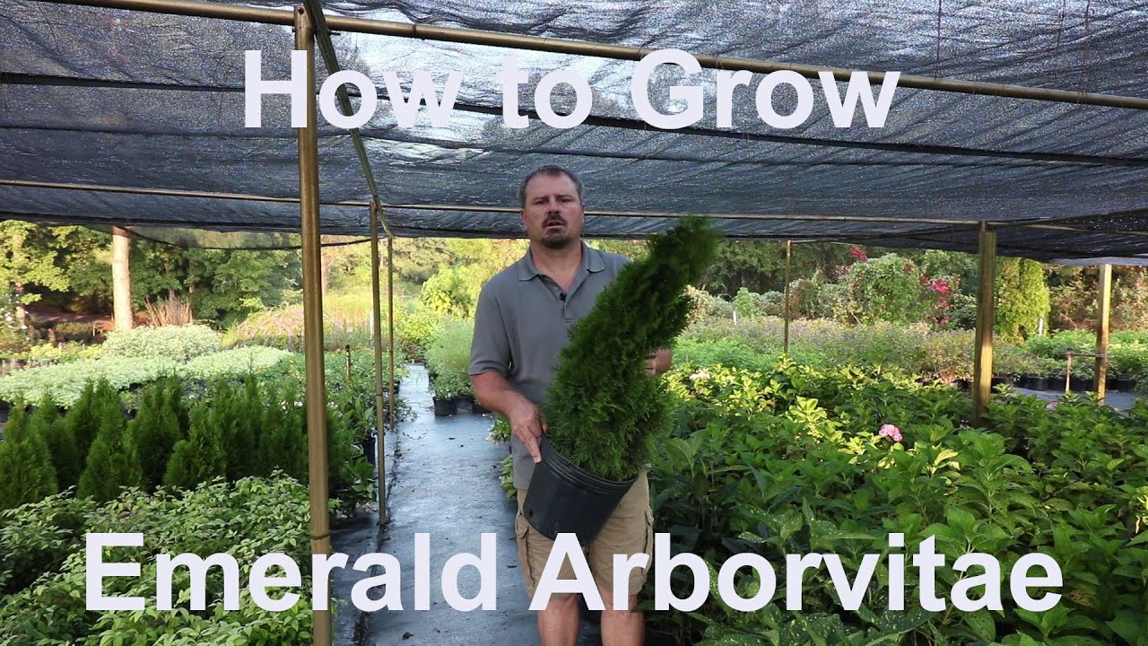 How To Grow Emerald Arborvitae (Thuja Occidentalis 'Smaragd') With Detailed Description