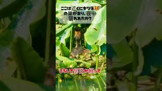 消えた卵？