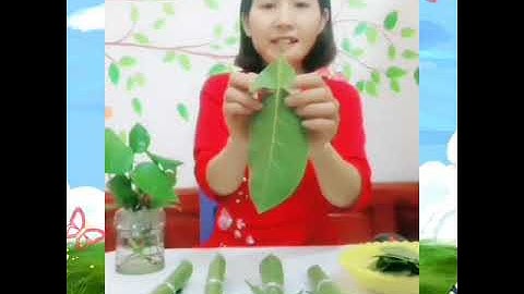 Hướng dẫn làm con trâu từ lá cây - GV Trường mầm non Đồng Sơn