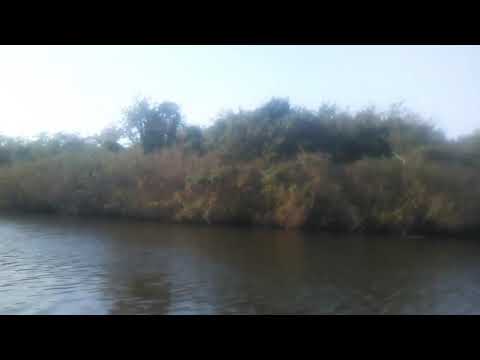 პალიასტომი