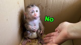 Monkey Tina ran away in a cardboard box when she saw her mother coming home