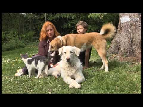 Video: Haustiere Zur Emotionalen Unterstützung: Fakten Von Trugschlüssen Trennen