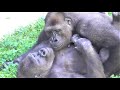 Shabani シャバーニ Gorilla families are close. ゴリラの家族は なかよし。キヨマサ、アニー、アイ、ネネ Kiyomasa Nene Ai Annie - #23