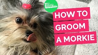 How To Groom A MORKIE  Dog