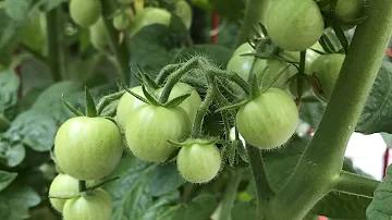 Jak stimulujete rostlinu rajčete k rozkvětu?