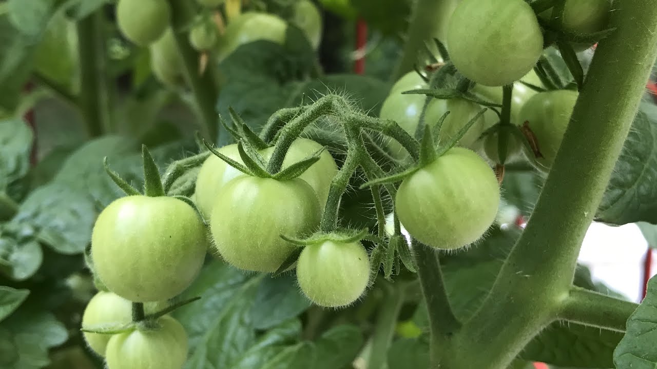Two Methods to Increase Tomato Production! YouTube