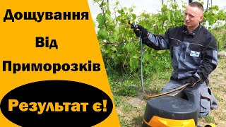 Дощування від приморозків + агроволокно - врятований виноградник! Як я боровся з заморозками