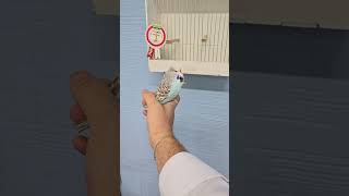 Show Jumbo Muhabbet Kuşları