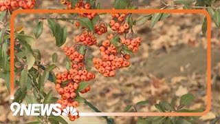Winter watering: Essential steps to keep your gardens thriving