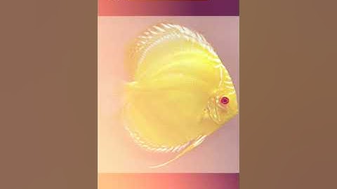 Những Dòng Cá Dĩa Mắt Đỏ (Albino)  | Discus House Aquarium