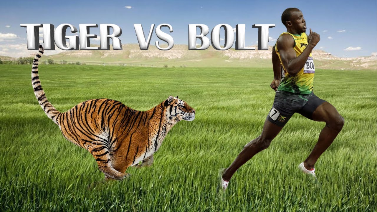 Fastest Tiger Fastest Running Tiger