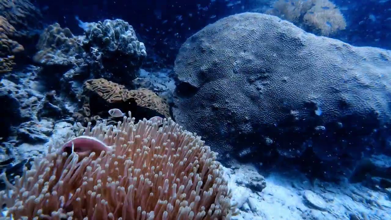 Discovery Divers April 9, 2025 Koh Tao