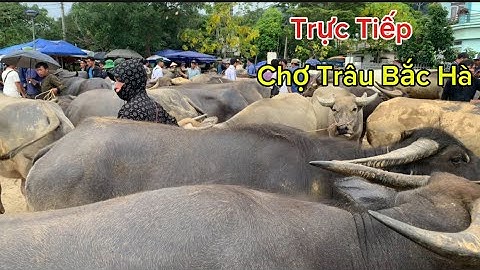 Trực Tiếp / Chợ Trâu Bắc Hà Ngày 18 Tháng 06 Năm 2025 ,