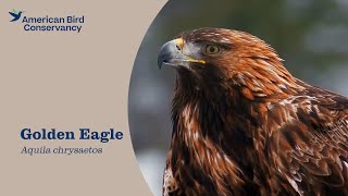 Golden Eagle: Worldwide Symbol