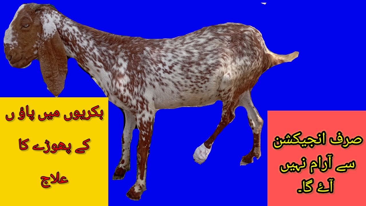 Foot abscess in goat and its treatment/ Dr Tariq YouTube