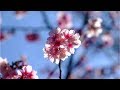 How Japan forecasts its cherry blossom season